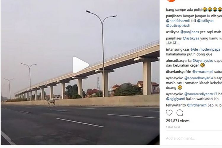 Seekor sapi terlihat melintas di Tol Jagorawi arah Bogor sebelum rest area Cibubur pada Minggu (12/8/2018). 