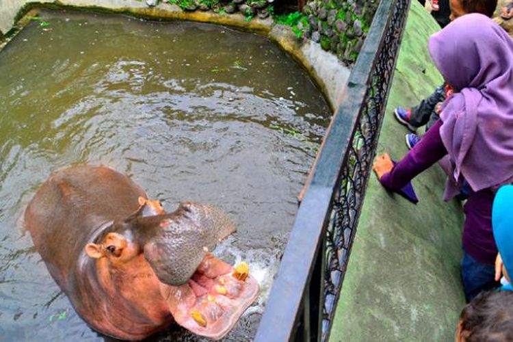 Pengunjung Kebun Binatang Gembira Loka, Yogyakarta, Minggu (8/12/2013), sedang bercengkerama dengan satwa koleksi di sana. Kebun binatang itu menjadi salah satu tempat rekreasi utama di Yogyakarta, khususnya akhir pekan. Pada hari kerja, Senin-Jumat, jumlah pengunjung sekitar 1.500 orang per hari. Pada akhir pekan, Sabtu dan Minggu, jumlah pengunjung sekitar 5.000 orang per hari.