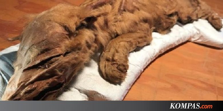 Penambang Temukan Fosil Langka Berusia 50.000 Tahun di Kanada Utara