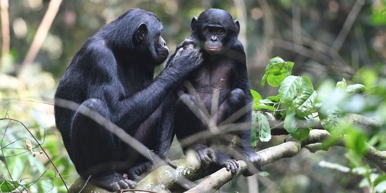  Bonobo, spesies primata anggota genus simpanse, juga ikut campur urusan asmara anak mereka.
