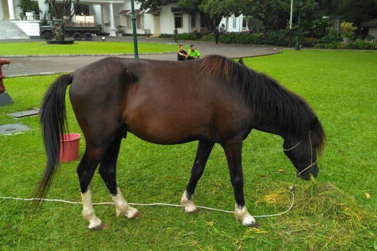 Kuda jenis Sandalwood pemberian warga Sumba Barat Daya, NTT, kepada Presiden Joko Widodo, dirawat di Istana Kepresidenan Bogor. Kuda tersebut telah dilaporkan Jokowi ke Direktorat Gratifikasi KPK.