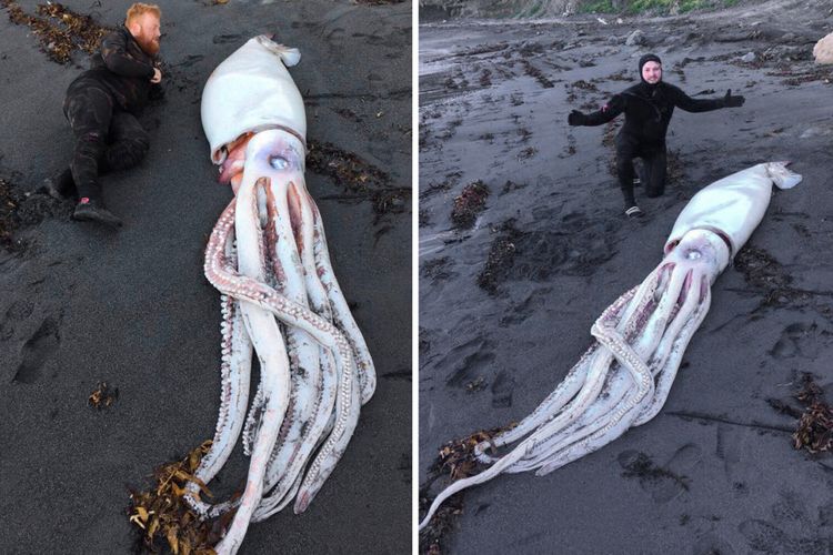 Para penyelam berfoto dengan cumi-cumi raksasa yang mereka jumpai saat sedang menyelam di Selandia Baru.