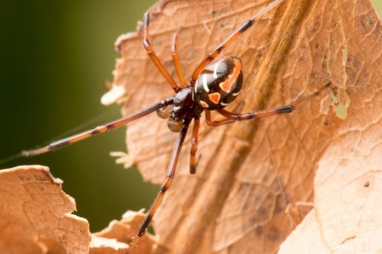 Laba-laba janda hitam (Latrodectus mactans)