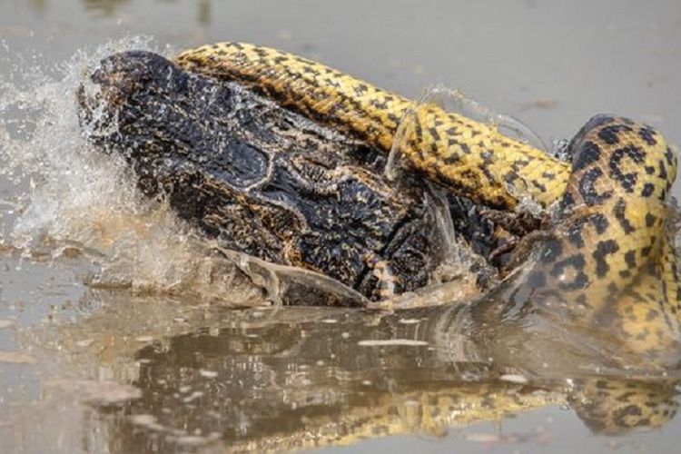Foto yang diambil fotografer Amerika Serikat (AS) Kevin Dooley memperlihatkan bagaimana seekor ular anakonda bertarung melawan caiman yang masuk dalam keluarga buaya di Pantanal, Brasil.