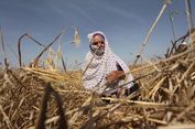 Israel Diduga Semprotkan Bahan Kimia ke Lahan Pertanian di Jalur Gaza