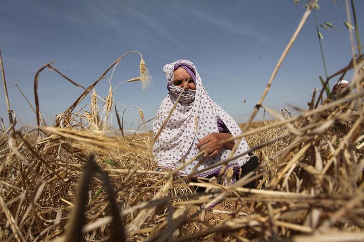 Foto dokumen petani sedang memanen gandum di lahan pertanian di wilayah Gaza.