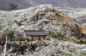 Deretan Acara Musim Semi yang Menyajikan Keindahan Sakura di Korea