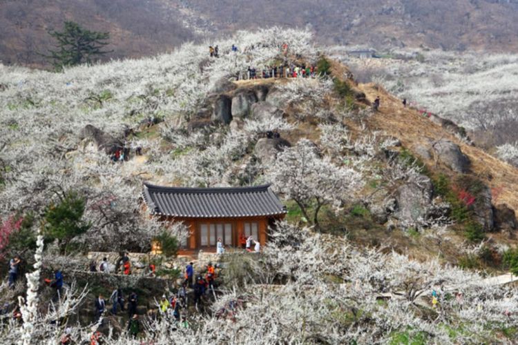 Gwangyang International Maehwa Festival, di Seomjin Village & Gwangyang-si, Jeollanam-do, Korea Selatan.