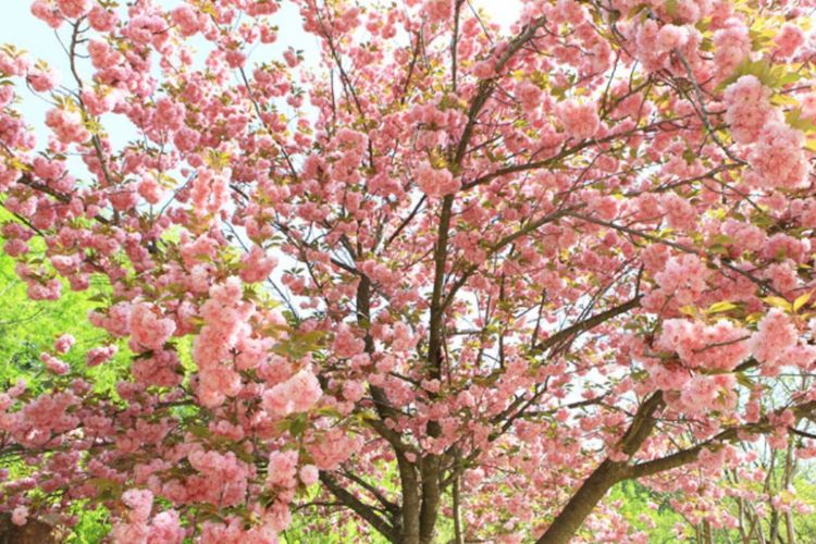 Jeju Cherry Blossom Festival di gerbang masuk Jeju National Univ, Jeonnong-ro, Jangjeon-ri, Puau Jeju, Korea Selatan.