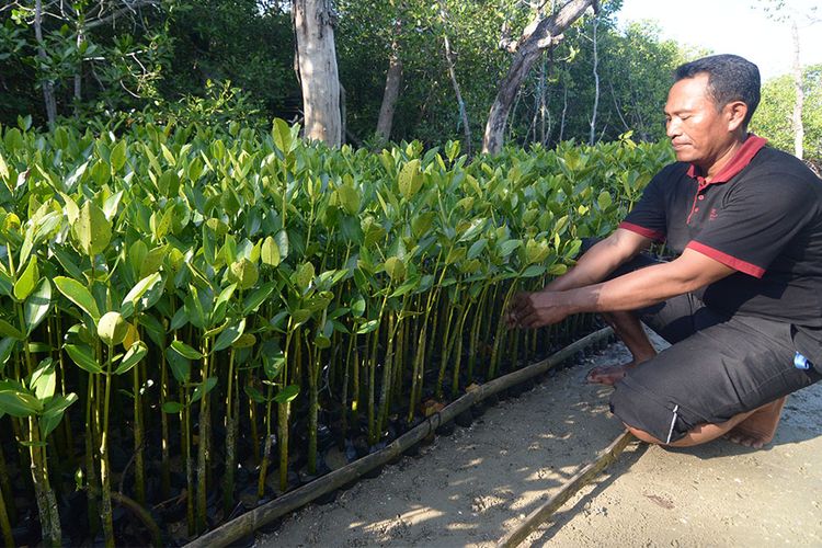 Slaman, aktivis lingkungan yang merawat pantai dan mangrove Desa Lembung, Kecamatan Galis, Kabupaten Pamekasan, hingga luas hutan mangrove mencapai 44 hektar. 