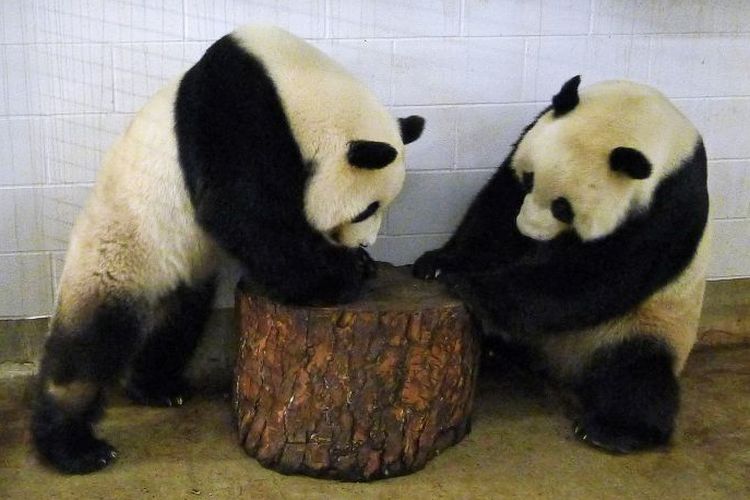 Panda Wang Wang dan Fu Ni yang dipinjam Australia dari China dan ditempatkan di Kebun Binatang Adelaide sejak 2009.