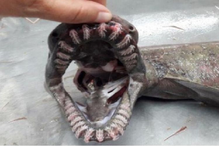 Susunan gigi ikan hiu ini amat unik dan terdiri dari 300 buah gigi yang memudahkan ikan ini dalam memangsa makanannya.