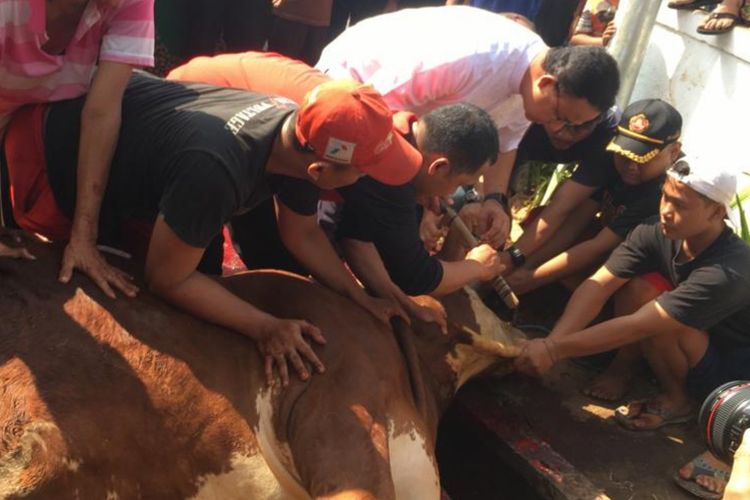 Gubernur DKI Jakarta Anies Baswedan menyembelih sendiri sapi kurbannya di halaman mushala dekat rumahnya di Lebak Bulus, Jakarta Selatan, Minggu (11/8/2019).