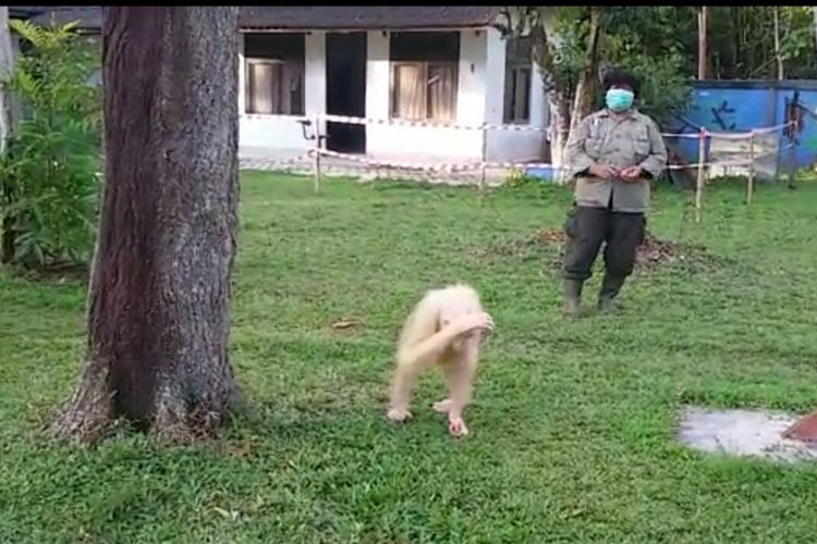 Alba, orangutan albino di BOSF Nyaru Menteng Kalteng, selalu menutup mata dengan tangan bila cahaya terang menerpa. Ini dokunentasi BOSF Nyaru Menteng