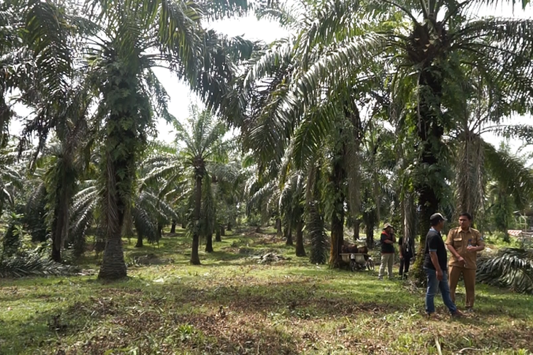 Kebun Sawit Desa Kota Bani terbentang seluas 14 hektar. Selain membuka lapangan kerja bagi warga desa, kini bahkan sudah berhasil memberi pemasukan untuk kas desa.