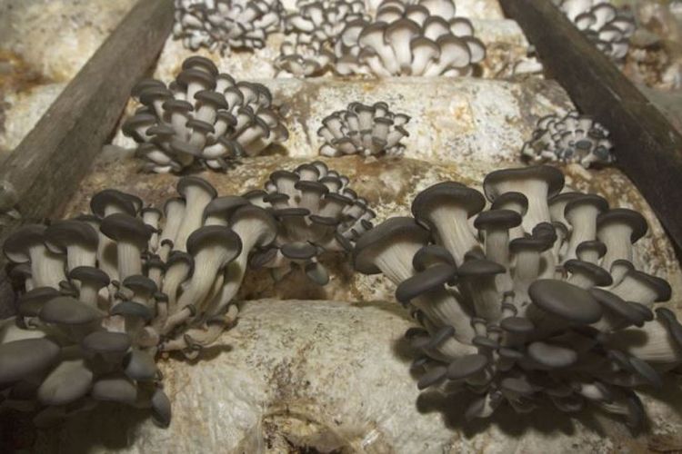 Gambar jamur dengan radiasi nuklir yang dihentikan Perancis. Jamur itu mengandung Caesium-137 yang merupakan produk limbah dari reaktor nuklir
