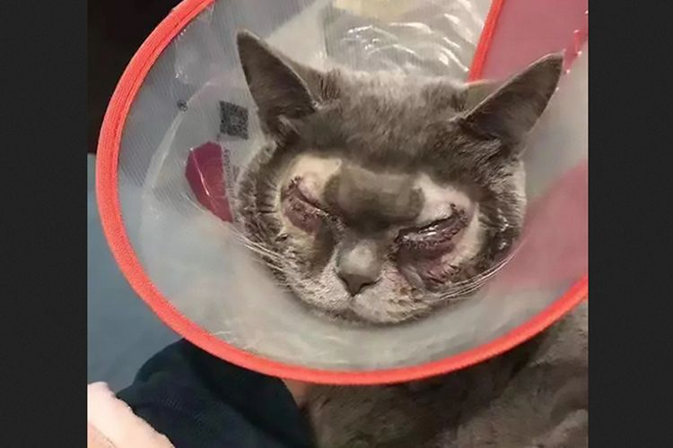 Kucing di China yang menjalani operasi kelopak mata.