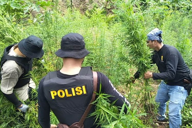 Polisi mencabut batang ganja setinggi satu meter di Desa Lancok, Kecamatan Sawang, Kabupaten Aceh Utara, Kamis (13/9/2018)