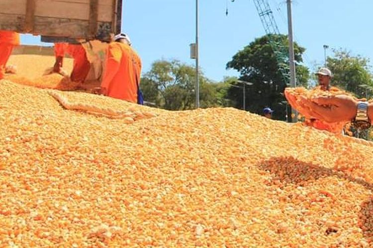 Pengamat Ekonomi Politik Pertanian Universitas Trilogi Muhammad Karim menegaskan pada 2017 tidak ada impor jagung pakan ternak, bahkan selanjutnya 2018 sudah ekspor 340 ribu ton.