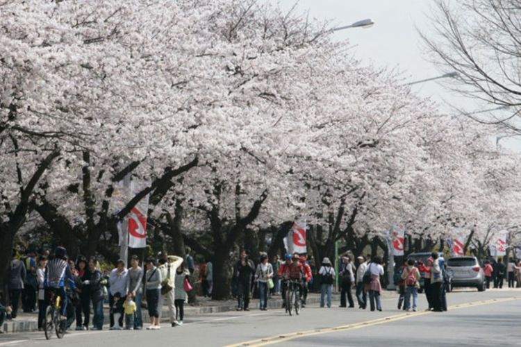 Yeongdeungpo Yeouido Spring Flower Festival, Korea Selatan.