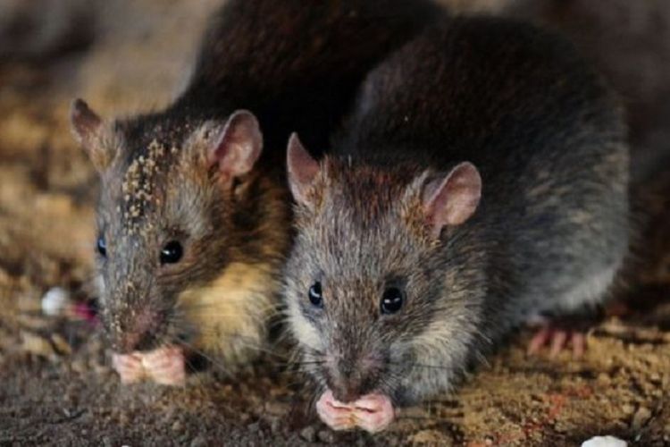 Kawanan tikus-tikus memutilasi seorang anak difafel di Perancis (foto: Ilustrasi)