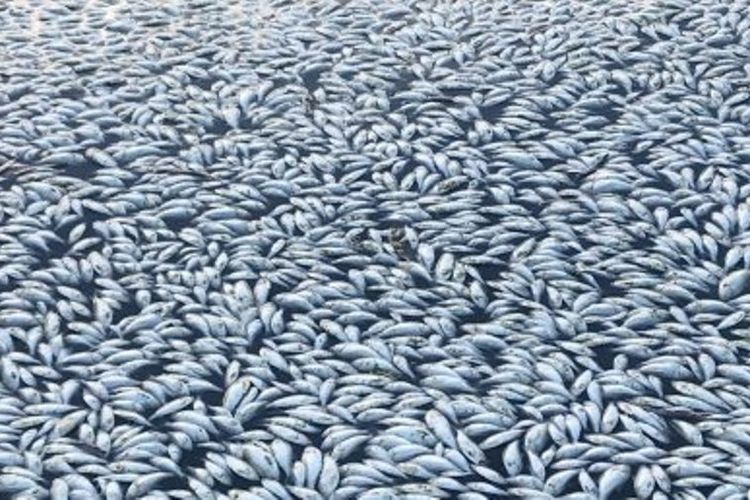 Jutaan ikan di Australia mati karena kondisi iklim yang abnormal.