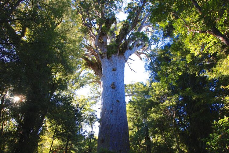 Tane Mahuta