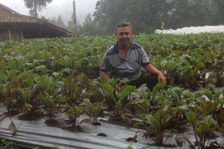 Petani organik dari lereng Gunung Merbabu, Pitoyo (41) di kebunnya.
