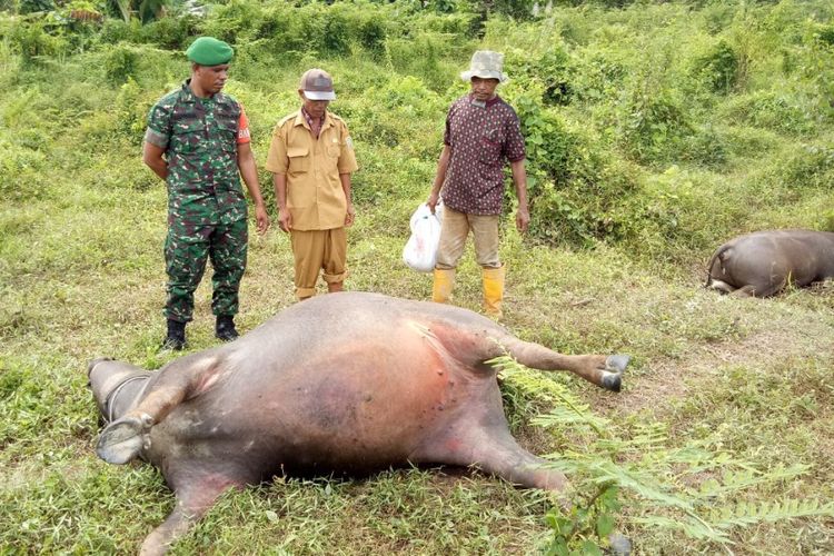 Tiga ekor kerbau milik warga di Dusun Wamsait,  Desa Dava,  Kecamatan Waelata,  Kabupaten Buru,  Maluku ditemukan mati mendadak,  Jumat (9/3/2018) tak jauh dari lokasi pengolahan emas ilegal di Jalur A kawasan Gunung Botal.