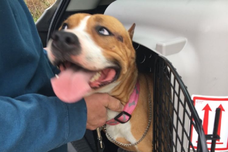 Gale, seekor anjing juara kompetisi hilang selama beberapa hari di Bandara Hartsfield-Jackson Atlanta, Georgia, AS. (Twitter/Atlanta Airport)