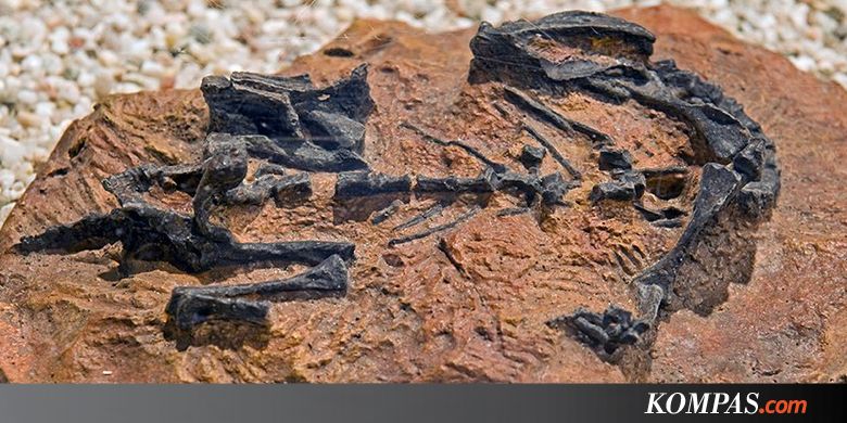 Mirip Bayi Manusia, Dinosaurus Juga Merangkak Dulu Sebelum 