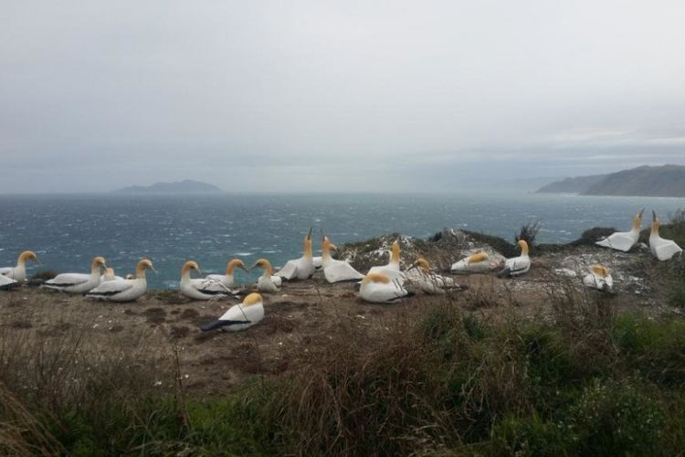 Burung Morus palsu di pulau Mana