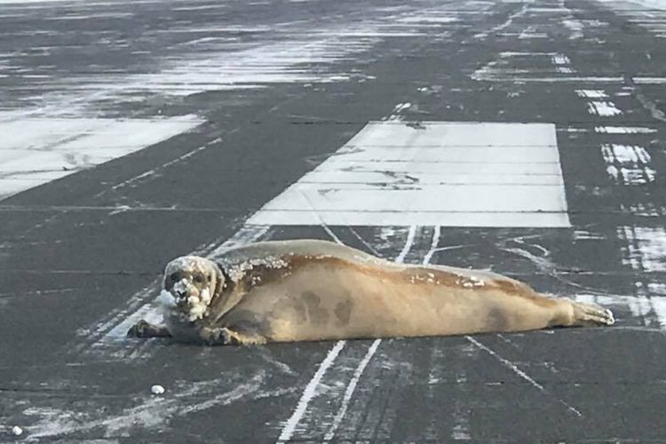 Anjing laut berjenggot yang terlihat sedang berjemur di landasan pacu Bandara Wiley Post-Will Rogers Memorial di kota Utqiagvik, utara Alaska.