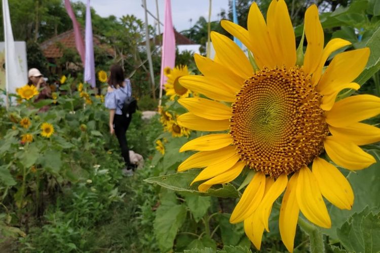 Hamparan bunga matahari di Narmada Botanic Garden, jadi tempat foto favorit pengunjung.