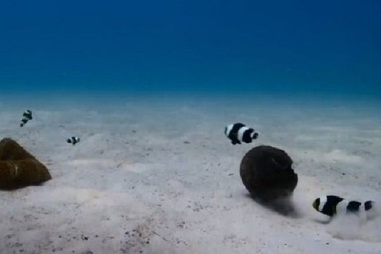 Ikan badut pelana tertangkap kamera mendorong batok kelapa