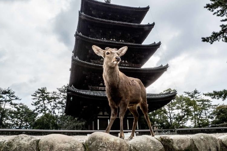 Taman Nara, Jepang.