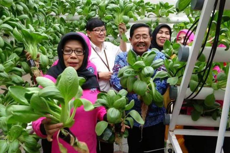 Wakil Eali Kota Jakarta Junaedi di green house yang diterimanya dari sebuah perusahaan swasta di Kantor Wali Kota Jakarta Utara, Kamis (20/9/2018).