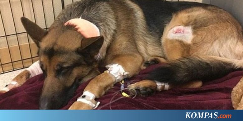 Seekor Anjing Tertembak Tiga Kali demi Lindungi Tuannya dari Perampok