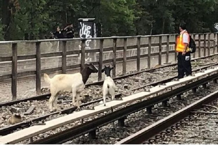 Kedua kambing ini tidak diketahui berasal dari mana tetapi ditemukan berkeliaran di atas rel kereta api bawah tanah New York.