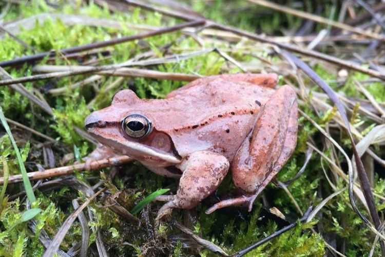 Katak kayu alaska mampu menahan kencing hingga 8 bulan