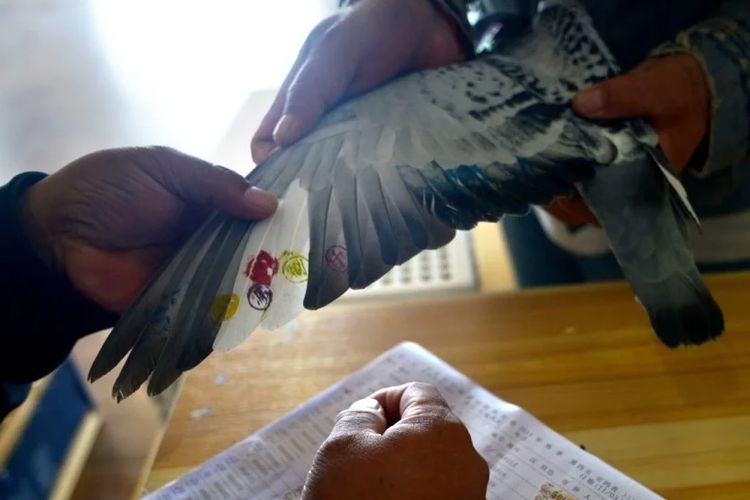 Burung merpati peserta lomba balap yang ditandai dengan cap panitia pada sayap mereka.