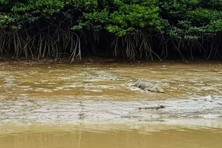 Buaya terlihat berjemur di sepanjang aliran Sungai Sebakis selama tm SAR melakukan upaya pencarian terhadap Rahmat, warga Tarakan yang diterkam buaya pada Jumat (30/3). Rahmat diterkam buaya saat  membersihkan badan usai mencari kayu merah.