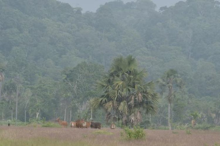 Gerombolan Banteng berkeliaran di Padang Penggembalaan Sadengan, Taman Nasional Alas Purwo, Banyuwangi, Jawa Timur.