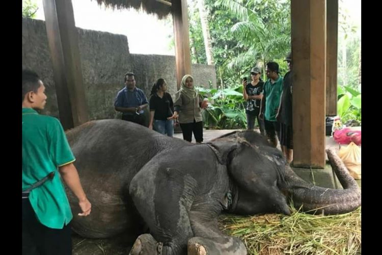 Rambo akhirnya mati setelah berjuang dari penyakit cacingan yang dideritanya selama berbulan-bulan, di Taman Satwa Lombok Elephant Park. BKSDA NTB mencatat kematian Rambo terjadi 15 Januari lalu, namun baru merilisnya, Senin (22/1/2018).