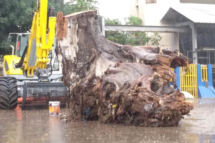 Batang pohon yang diklaim jadi sampah terbesar di Pintu Air Manggarai