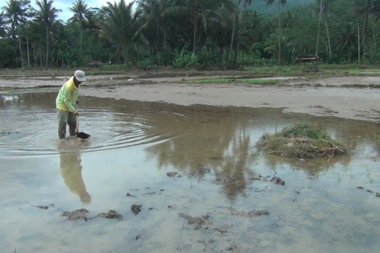Seorang petani dusun Karajan desa Kebonagung kecamatan Kebonagung,membersihkan lumpur serta sampah yang menimbun area persawahan akbibat banjir yang menerjang kabupaten Pacitan beberapa hari lalu