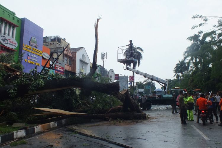 Petugas sedang mengevakuasi pohon tumbang terjadi di Jalan Sudirman, Kota Bogor, Sabtu (16/2/2019).