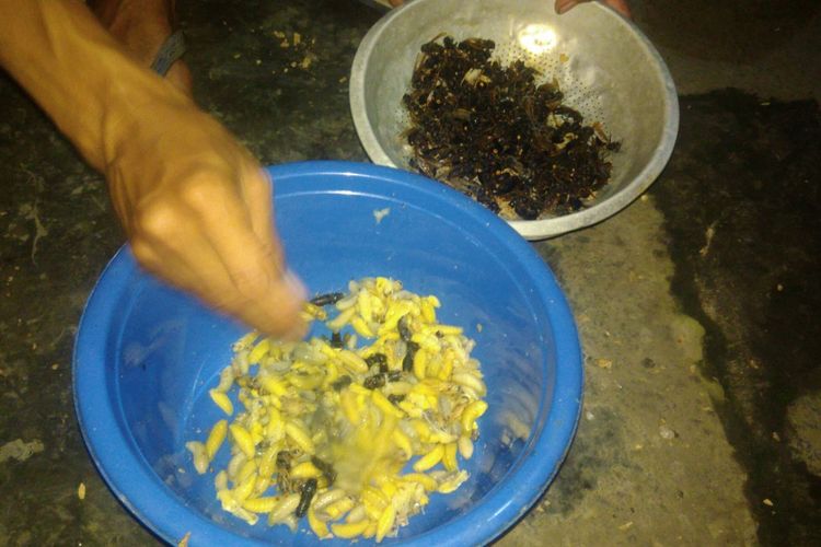 Larva tawon dan tawon dewasa sedang dibumbui untuk dibuat makanan ekstrem warga Gunung Kidul.