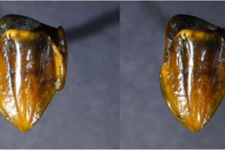 Temuan dua gigi di Eropa yang diduga sebagai gigi makhluk yang mirip Hominid.