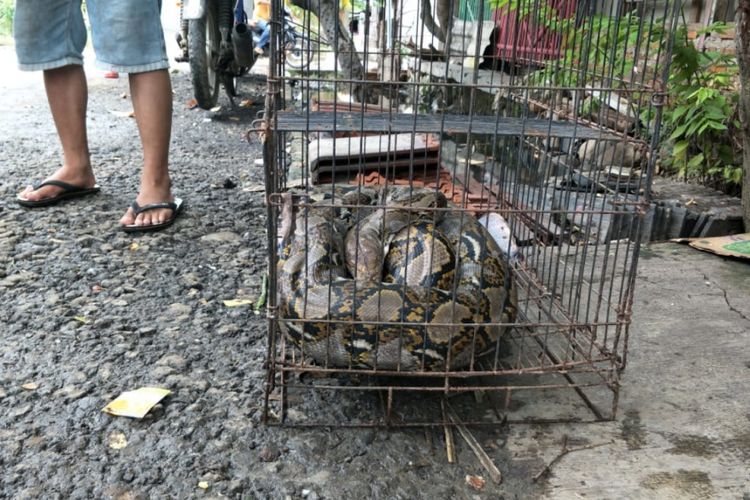 Nampak seekor ular sanca yang ditangkap warga di dalam rumah di Perumahan Graha Prima Sentosa, Kelurahan Kaliabang Tengah, Bekasi Utara, Kota Bekasi, Senin (28/1/2019).